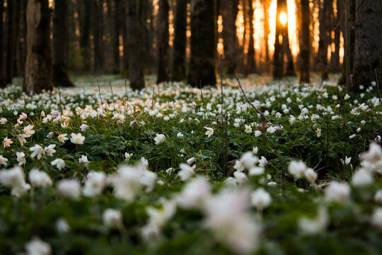 wood anemone - early bloomers of the forest at sunset. 