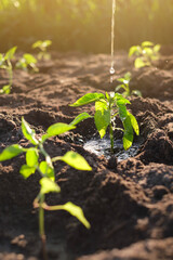 Drops of water fall on a young plant planted in the ground at sunset. Watering plants and fertilizing the soil for crop growth. Work on the farm for planting plants. World Plant and Earth Day