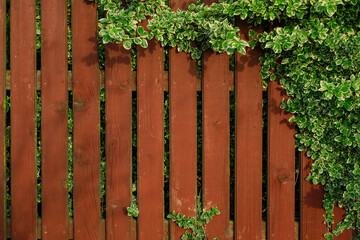 An old aged red-brown-colored fence, entwined with branches of a plant with striped leaves. Background with copy space