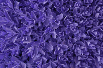 Top view of the plants leafs. Background for overlay text. Trendy very peri violet color.