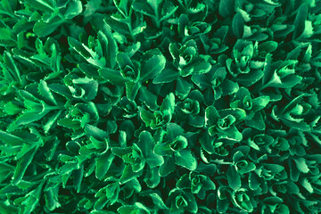 Top view of the plants leaves in the shape of flowers. Background for overlay text. Very small multi-leafed green plants close-up. Monochrome background.