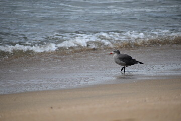Bird on the beach