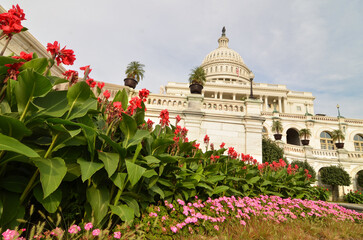 US Capitol and tulips during springtime - Washington dc united states