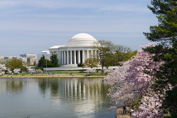 Jefferson Memorial during cherry blossom festival in Washington dc united states