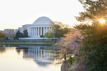 Obraz premium Jefferson Memorial during cherry blossom festival in Washington dc united states