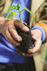 Middle-aged woman holding a cucumber seedling in her hands