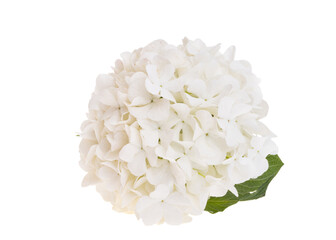 white hydrangea flower isolated