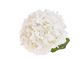 Fotobehang white hydrangea flower isolated © ksena32