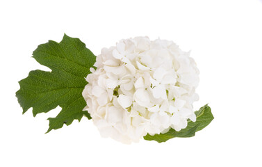 white hydrangea flower isolated