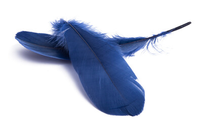blue bird feather isolated