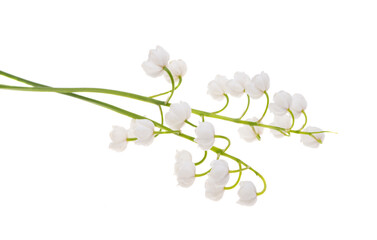 lily of the valley flowers isolated