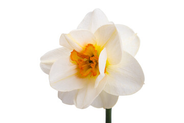 beautiful narcissus flower isolated
