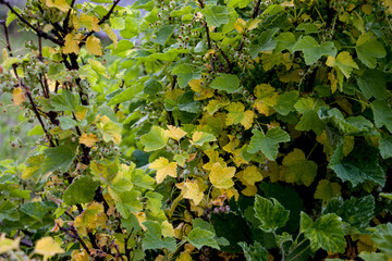 Aphids on currants. Currant blight. Damaged berries and currant leaves. Aphids and bud mites on currants. Selective focus.