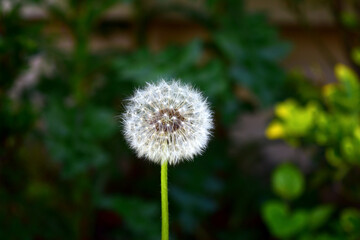 fully seeded dandelion blowball at the family garden  