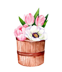 Wooden tub with flowers. Tulips and hyacinths. Watercolor illustration.