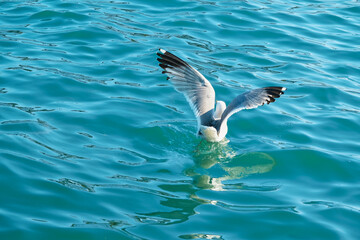 Seagull In Flight On Blue Sea Start Flying. Selective Focus
