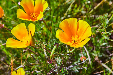 Fototapeta premium Detail of golden yellow flowers