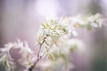  sprig of wild juniper closeup. artistic blur.