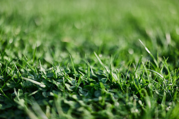 Fresh leaves of young green lawn grass close-up, clover and micro clover sprouts for landscape...