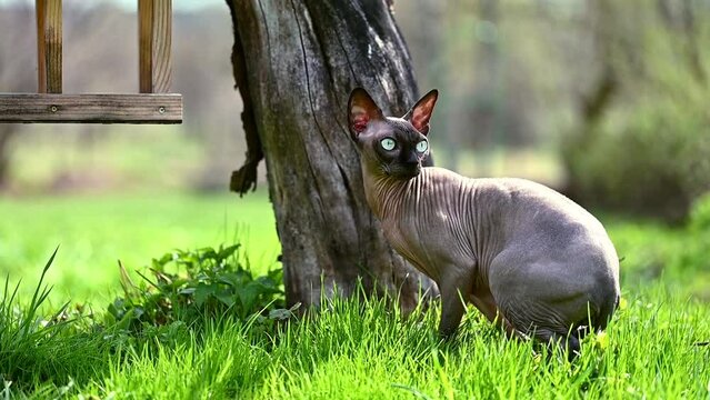 video beautiful sphinx sneaks in the grass. funny bald sphynx cat runs away from danger. purebred kitten walks in the garden and hunts for birds. High quality FullHD footage