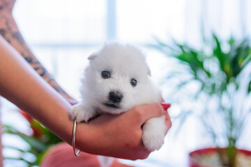 Newborn (three weeks old) Japanese Spitz puppies