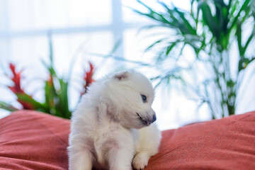 Newborn (three weeks old) Japanese Spitz puppies