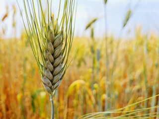 field of wheat