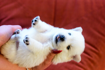 Newborn (three weeks old) Japanese Spitz puppies