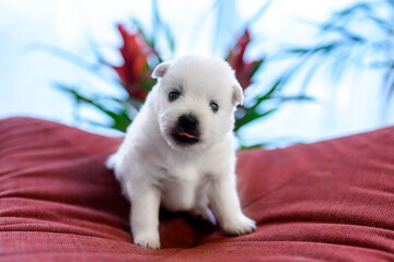 Newborn (three weeks old) Japanese Spitz puppies