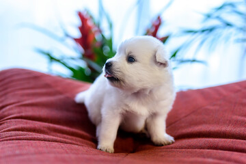Newborn (three weeks old) Japanese Spitz puppies