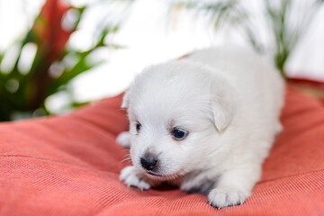 Newborn (three weeks old) Japanese Spitz puppies