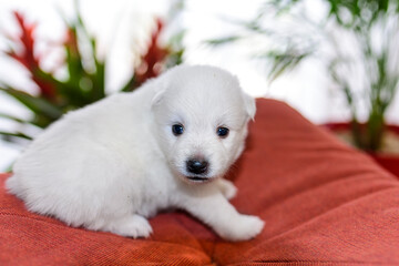 Newborn (three weeks old) Japanese Spitz puppies