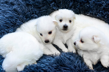 Newborn (three weeks old) Japanese Spitz puppies