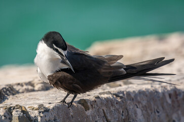 Bridled Tern