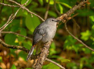 Gray Catbird