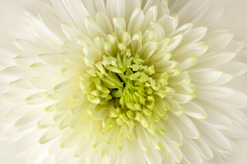 Macrophotography. Selected sharpness. Beautiful flower of delicate, pure white chrysanthemum close-up. Vegetable texture