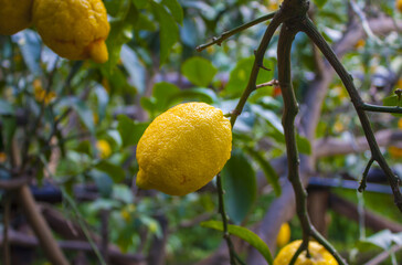 Lemons on a tree in a garden in Sorrento, Italy