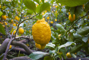Lemons on a tree in a garden in Sorrento, Italy	
