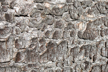 tree bark as a background