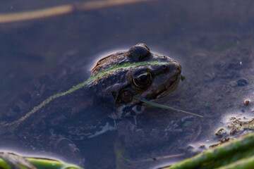Marsh frog, in nature habitat. Wildlife scene from nature, green animal in water. Beautiful frog in water near the pond in the evening sun.