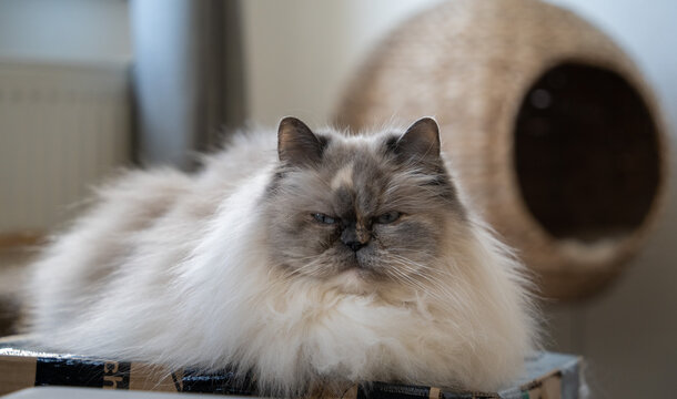 sch&ouml;ne Perser-Katze