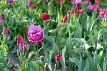 Purple terry tulips blooms in the spring garden. Blooming Gesner tulips. First spring flowers.