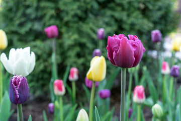 Tulips "Purple peony". Blooming violet tulips in spring garden.