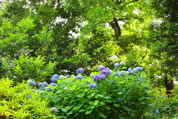 快晴の公園に咲く青いアジサイ（東京都千代田区）