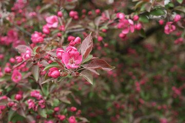 Pink crab-apple blossoms on tree branch on spring. Decorative apple tree with pink flowers.