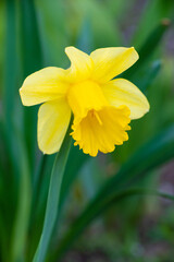 Close-up of yellow narcissus flower on green blurred grass background