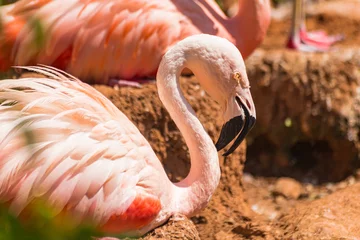 Fotobehang Chilean flamingo (Phoenicopterus chilensis) with sunlight lying on a nest © Martin