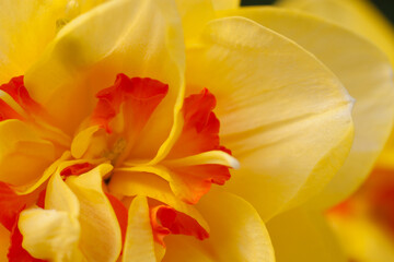 Fototapeta premium Blooming daffodils in spring on a flower bed.