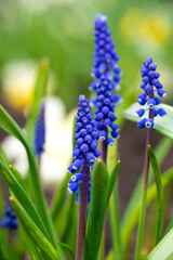 Beautiful flower of blue grape hyacinth against blurred green grass. flowering bluebells