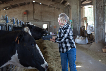 Adult female is standing at her workplace near cows at the farm.